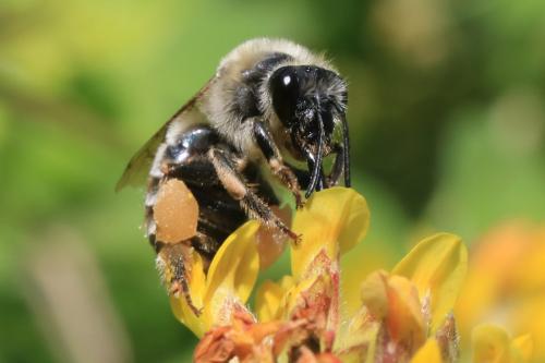 Réf. 284 468 : Eucera sp.